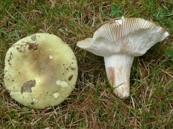 P1100462 RussulaHeterophylla ccloc crp